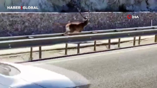 Sürücüleri hayrete düşüren görüntü: Telefonlarına sarıldılar