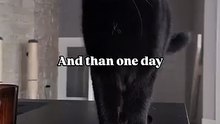 The true story of pet adoption #adoptdontshop • •• #catowners #catlovers #petlovers #petowners #adoptedcat #petsarefamily #blackcatslover #blackcatsaregoodluck #catcontentcreator