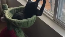 Black cat lovers