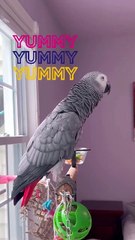 parrot says yummy yummy cutest thing ever! 😂