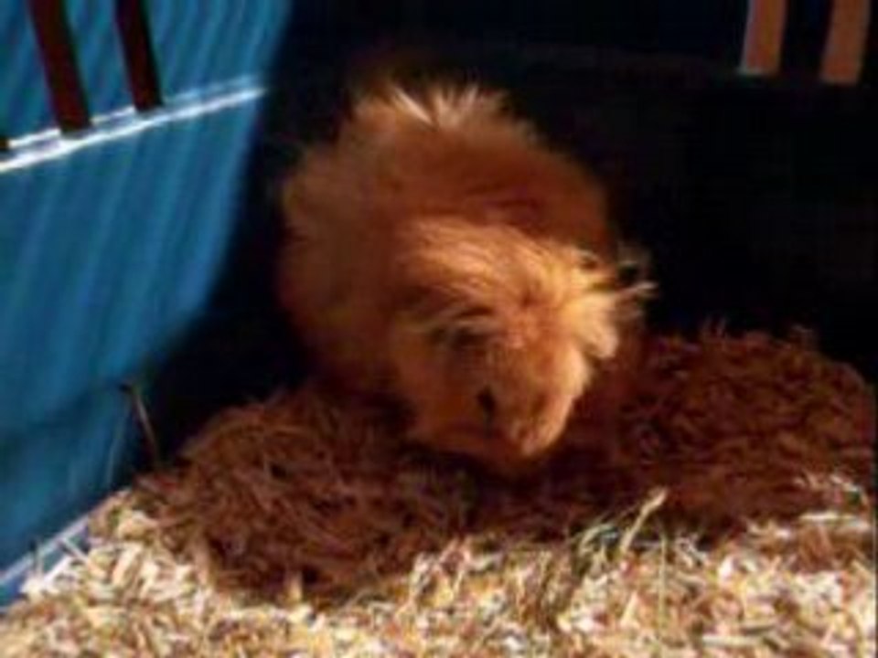 Dernier bébé, le plus gros