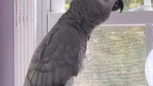 parrot learns to count to 5 hilarious! 😂