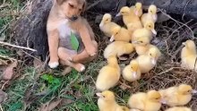 cute puppy and ducklings too adorable! 🐶🦆❤️