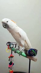 parrot dancing to the music too funny! 🤣