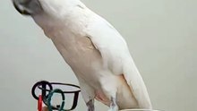 parrot dancing to the music too funny! 🤣