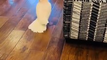 funniest parrots and dogs compilation laugh nonstop! 🦜🐶😂