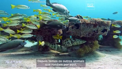 Um olhar sobre os animais mais queridos do Catar, desde cavalos árabes a tubarões-baleia e falcões