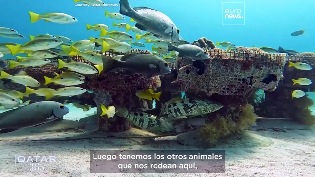 De los caballos a los halcones: Conservando las tradiciones animales de Catar