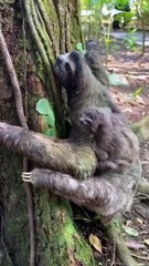 अगर आपने यह वीडियो नहीं देखा तो कुछ नहीं देखा