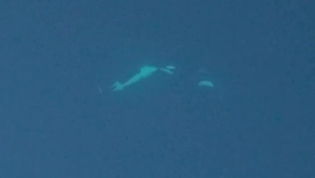 Orcas captured ‘kissing’ on camera for the first time