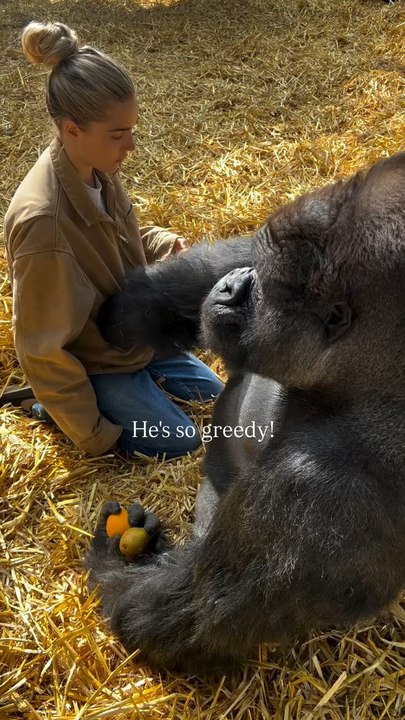 This time last year with Kifu ❤️ he’s always so gentle and loving with me. It’s such an honour, especially as silverbacks, being apex predators, can often become aggressive around food.