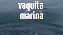 Vaquita Marina: El Alma del Mar en Peligro