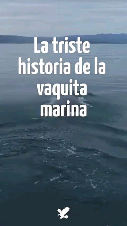 Vaquita Marina: El Alma del Mar en Peligro