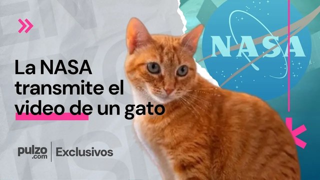 NASA transmite video de un gato a más de 30 millones de kilómetros y más noticias positivas Pulzo