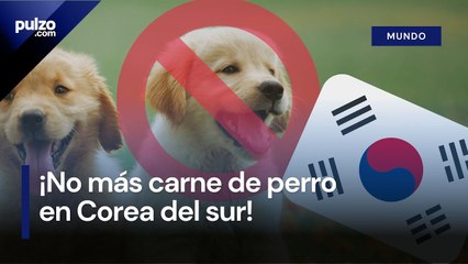 Corea del Sur prohíbe el consumo de carne de perro  Pulzo