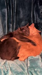 Two Cats Sit Cuddled Up Together