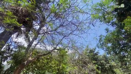 Urgen a atender plaga de muérdago en árboles de Puerto Vallarta
