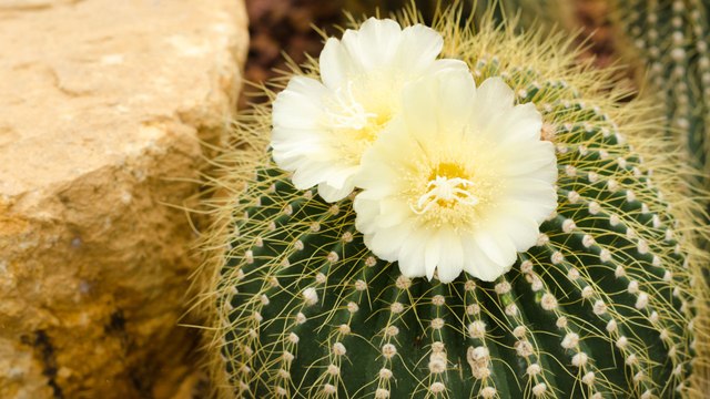 “Geometría Viva” atrajo a miles de personas en la primera exposición de cactus y suculentas en Bogotá