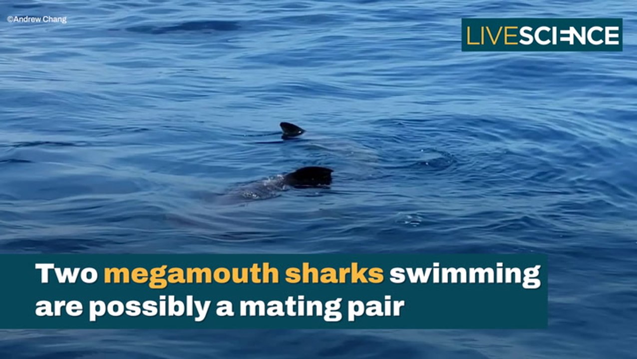 Rare Megamouth Sharks Sighting