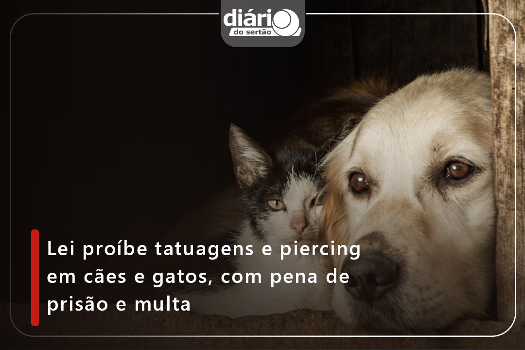 Lei proíbe tatuagens e piercing em cães e gatos, com pena de prisão e multa