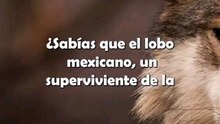 Lobo de México: Furia, Historia y Esperanza