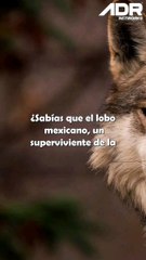 Lobo de México: Furia, Historia y Esperanza
