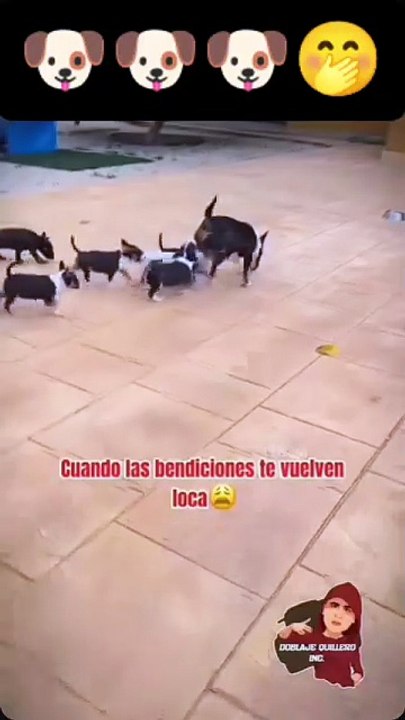 Cosas de mamá 😂🐶