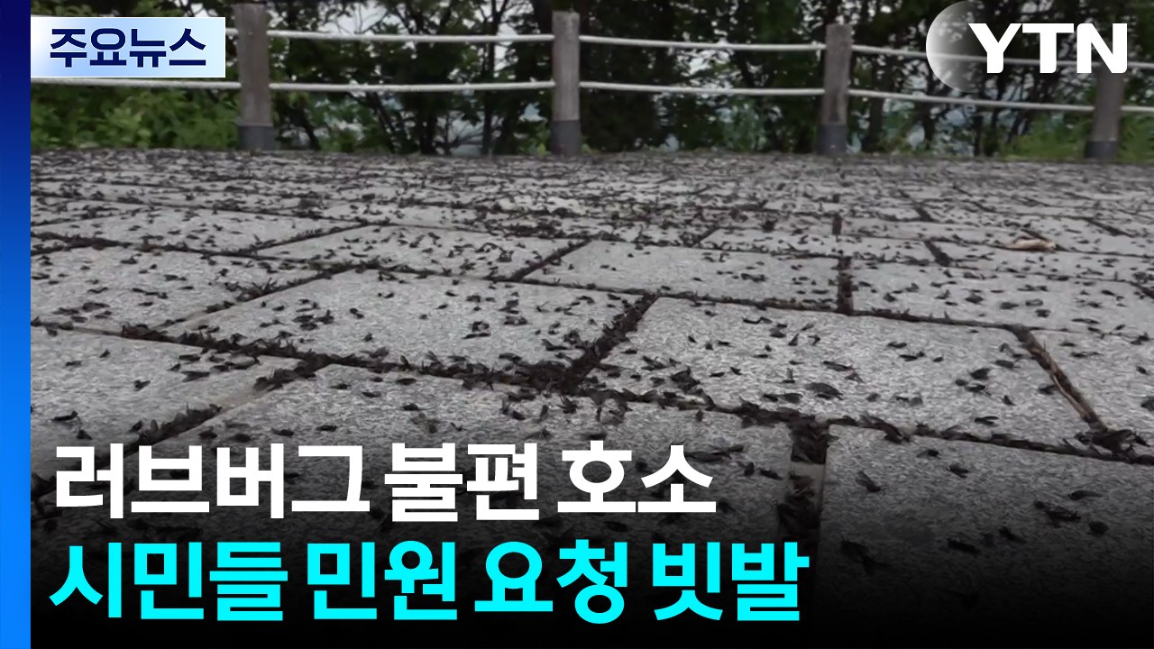 "러브버그 없애주세요" 민원 4천 건...현장 가보니 / YTN
