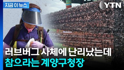 러브버그 난리통인데 "국민들 참을 줄 알아야"...계양구청장 발언 파장 [지금이뉴스] / YTN