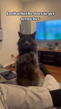 Cat Cutely Puts Paws Together for Scratches When Owner Asks