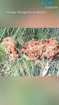 Over 500 critically endangered frogs released into the wild