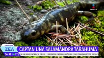 Registran por primera vez una salamandra Tarahumara en santuario de Chihuahua