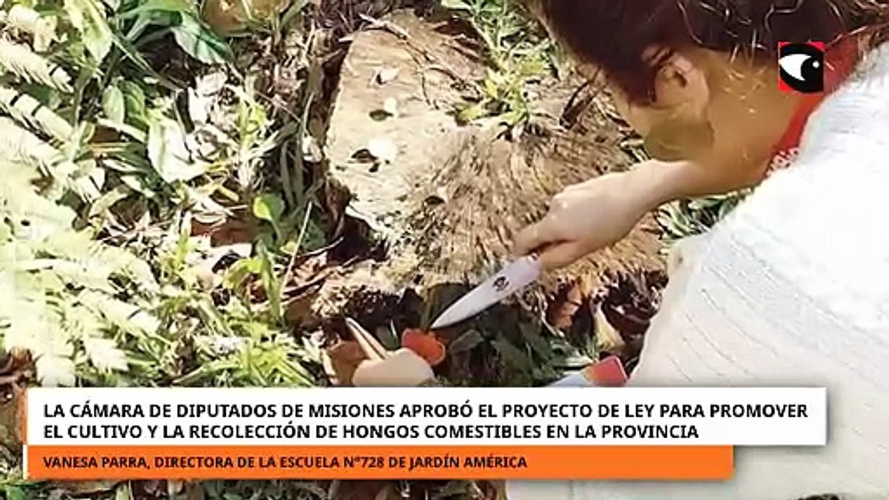 La Cámara de Diputados de Misiones aprobó el proyecto de ley para promover el cultivo y la recolección de hongos comestibles en la provincia