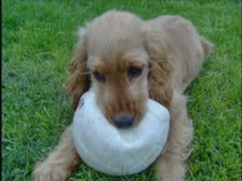 (3)Petit chiot 2 mois plus tard