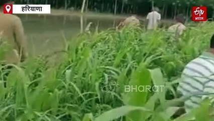 यमुनानगर में पुलिस और अपराधियों में मुठभेड़, खेत की आड़ में भाग निकले बदमाश, सर्च अभियान जारी