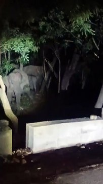#Tirumala - Elephant herd halts traffic on Tirumala Ghat Road #Traffic came to a halt near the 7th mile on #Tirumala down #ghatroad as elephants crossed the way. Forest staff guided them back into the wild while #vigilance teams cleared the jam. #Tir