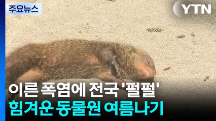 연일 숨막히는 폭염...무더위에 사람도 동물도 '헉헉' / YTN