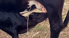 Calf Suckling Milk: Nature’s Heartfelt Rhythm || #CalfSuckling #FarmLife #NatureLovers
