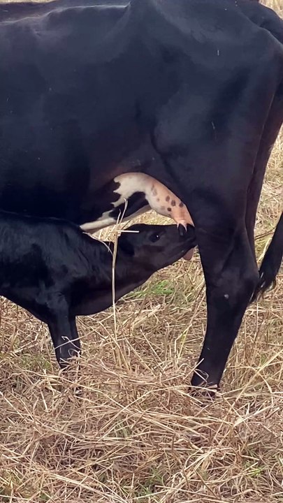 Calf Suckling Milk: Nature’s Heartfelt Rhythm || #CalfSuckling #FarmLife #NatureLovers