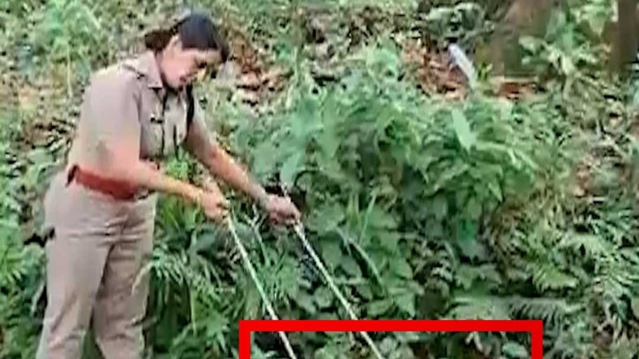 महिला वन अधिकारी ने किया किंग कोबरा का रेसक्यू