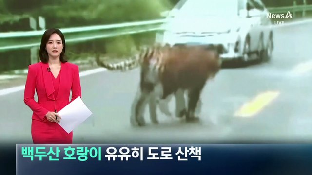 야생 백두산 호랑이, 유유히 도로 산책