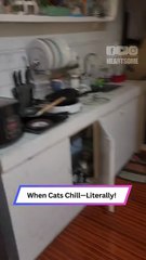 Cats in a Fridge? This Plot Twist Is Too Funny to Be Real!