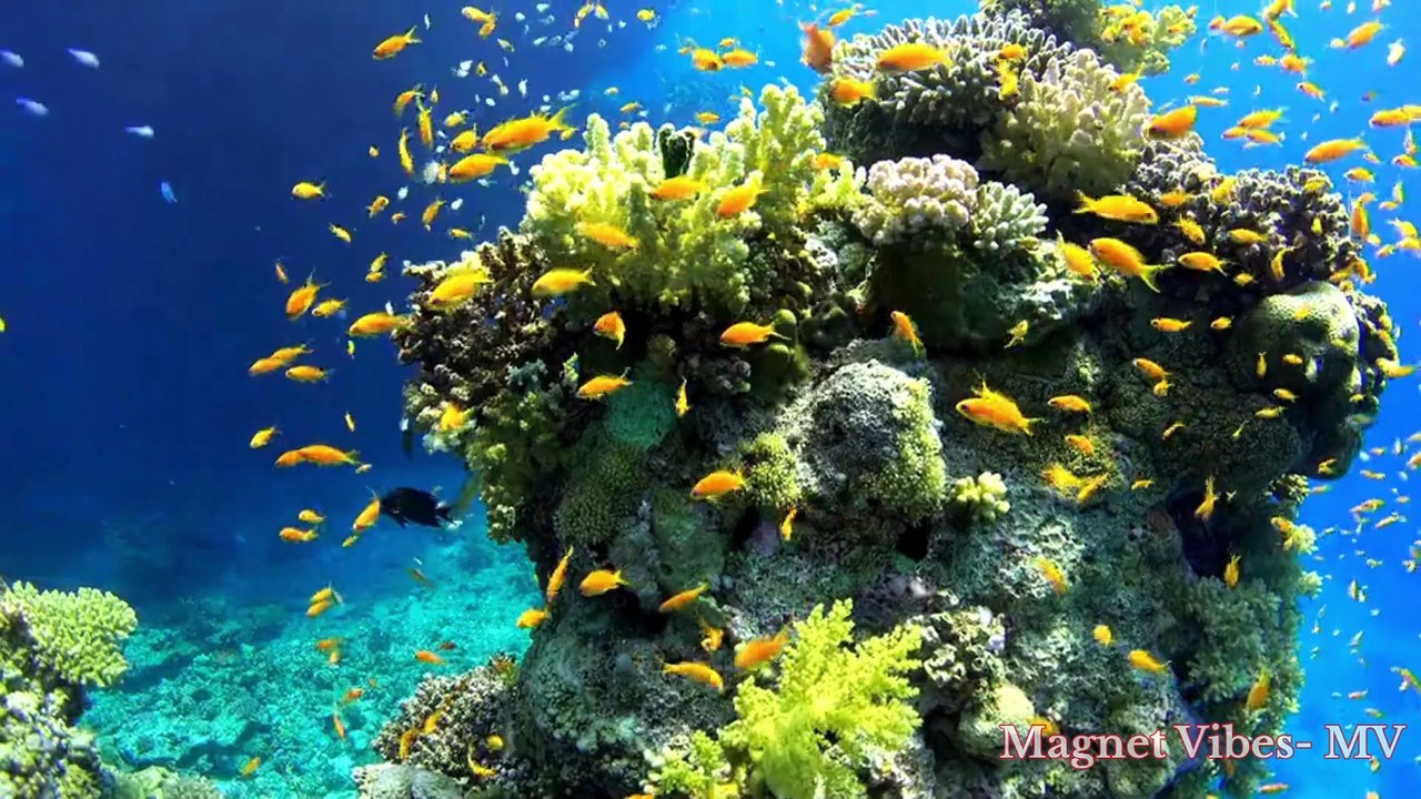 Beauty of Marine Life│Underwater Meditation│ Sea Life│ Diving
