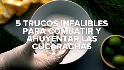 5 trucos infalibles para combatir y ahuyentar las cucarachas