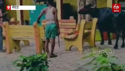 Watch : मेरठ के मवाना नगर पालिका कैंपस में घुसी भैंस, कर्मचारियों को दौड़ाया, गमले और शीशे तोड़े