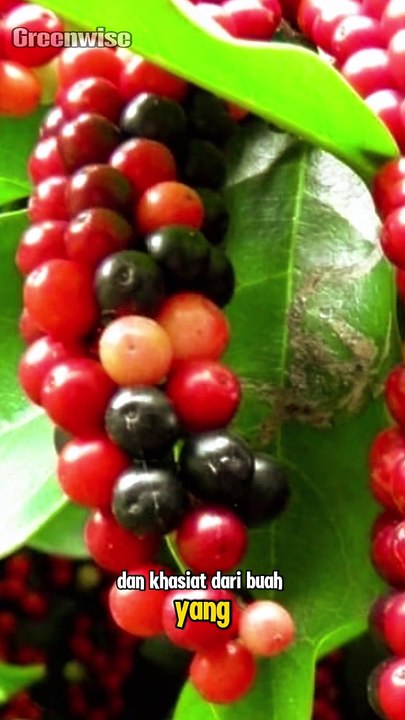manfaat dan khasiat dari buah yang jarang dikenal banyak orang