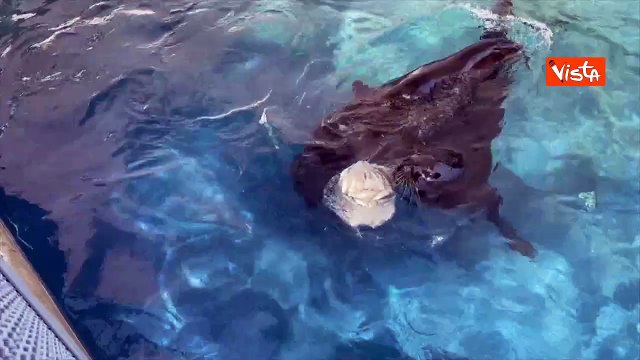 Ghiaccioli per gli animali del Bioparco di Roma contro il caldo, ecco le Otarie della California