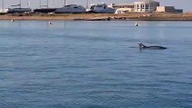 Viareggio, il video del delfino nel porto