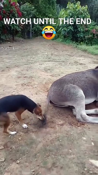 dog vs donkey