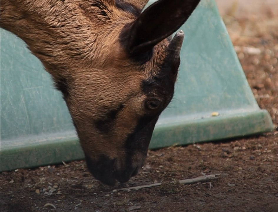 Dans l'Eure, un collège héberge chèvres et moutons pour entretenir un terrain